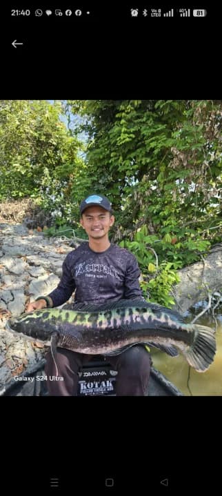 Trip Toman - Image 2