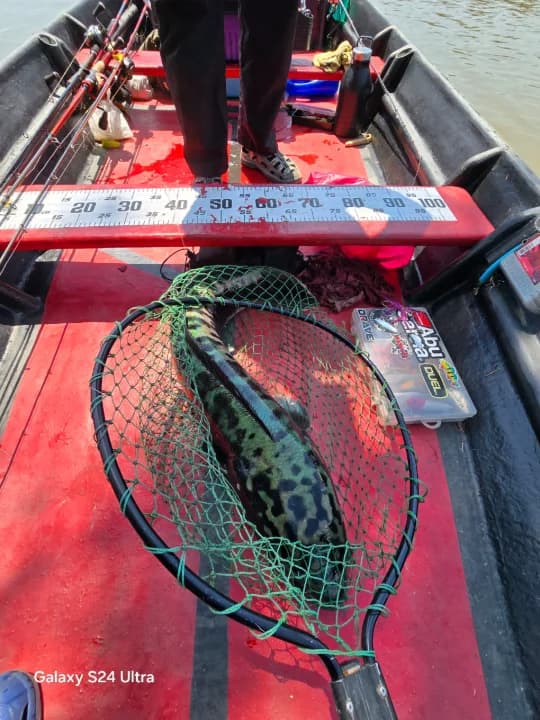 Trip Toman - Image 3